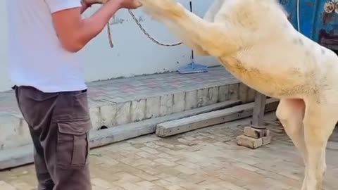 funny animals , A trainer is training a foal