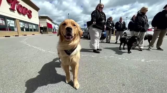 Dogs bring comfort to Buffalo after shooting