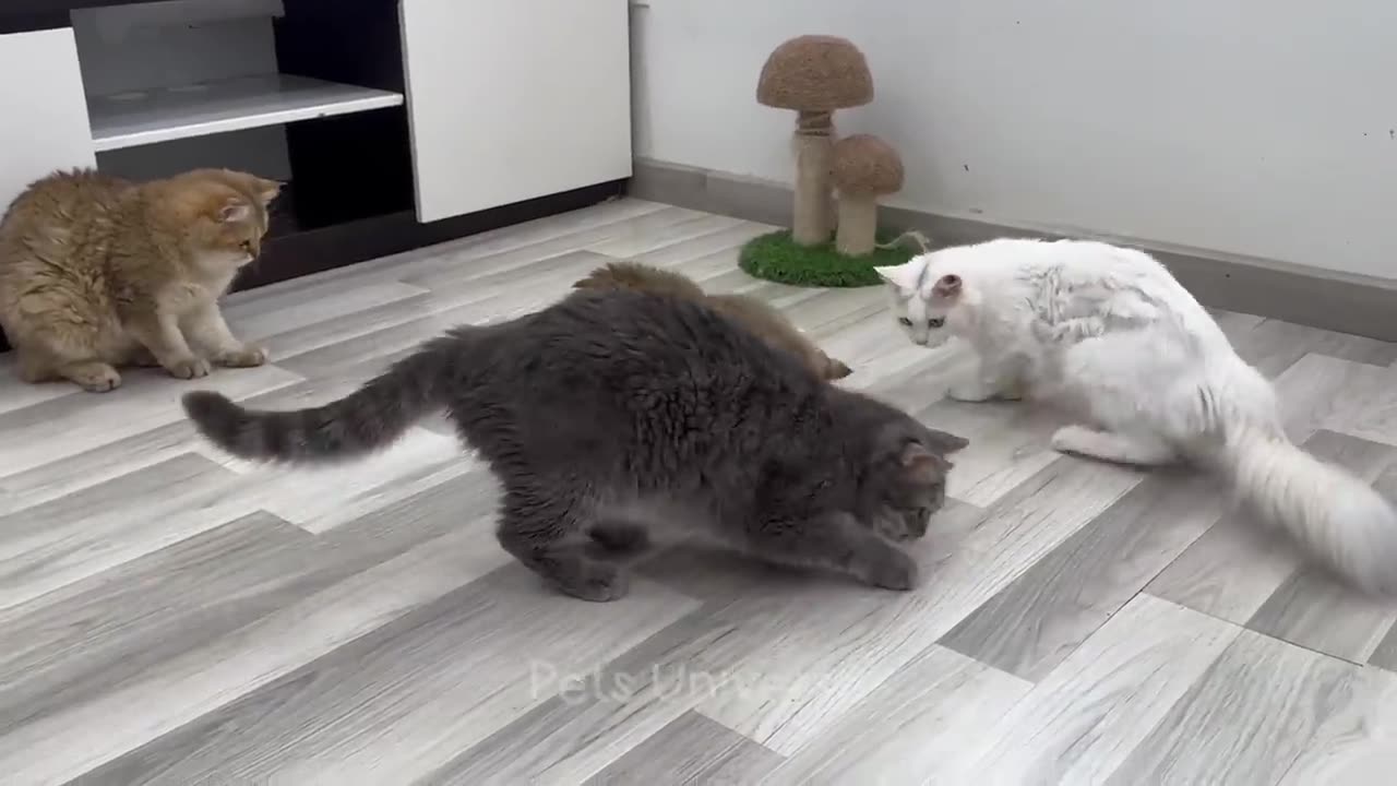 New funny animals 🤣 Funniest videos of dogs and cats 😹🐶