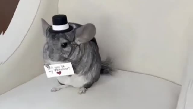 Cute chinchilla Happy Valentine's Day - Funny Animals #shorts