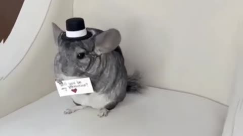 Cute chinchilla Happy Valentine's Day - Funny Animals #shorts