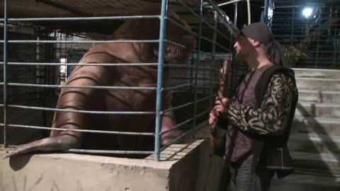 Walrus enjoys relaxing flute performance