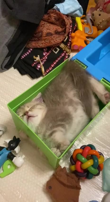 Square cat in a box