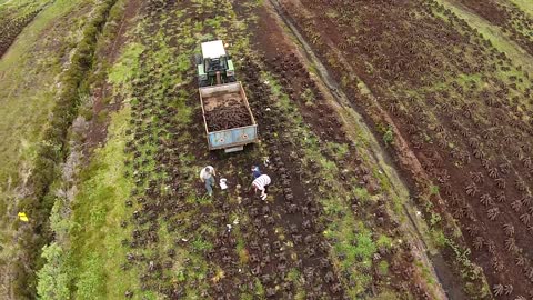 Aerial View A family Bringing Home The Turf From an Irish Peat Bog