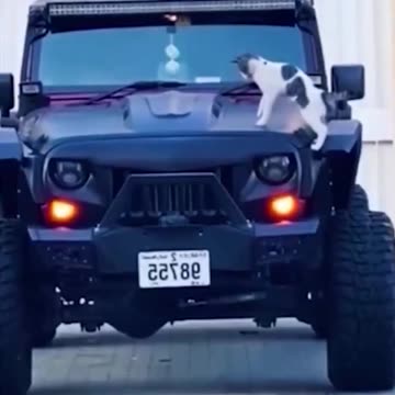 New Funny animal videos|Cute animal videos |Funny dog&cat videos|Hilarious pet videos|funny videos