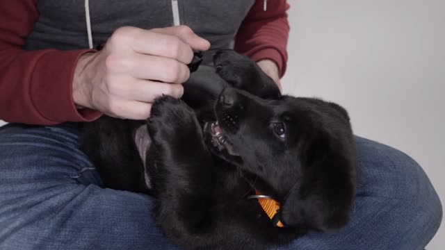 Labrador Retriever puppy on white screen playing