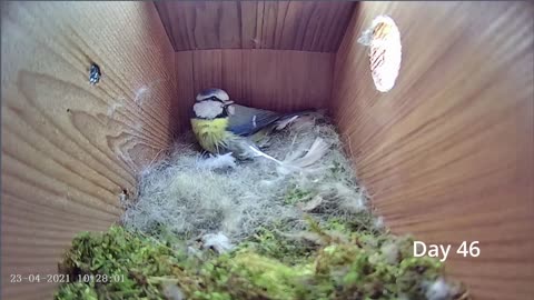 Bird empty nest to first egg video in timelapse