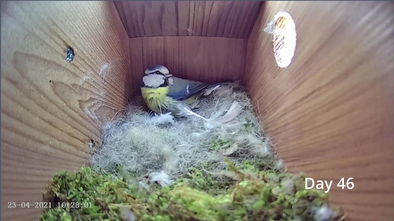 Bird empty nest to first egg video in timelapse