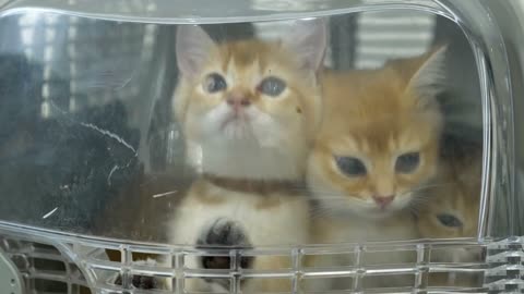 Group of cute kittens inside the cage