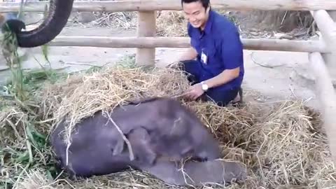 Playing With A Baby Elephant