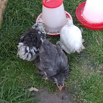 Little chicks from the end of summer days!