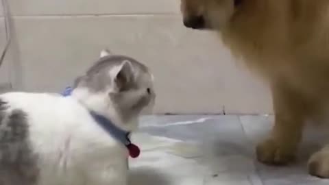 Funny dog and cat video #Rumble