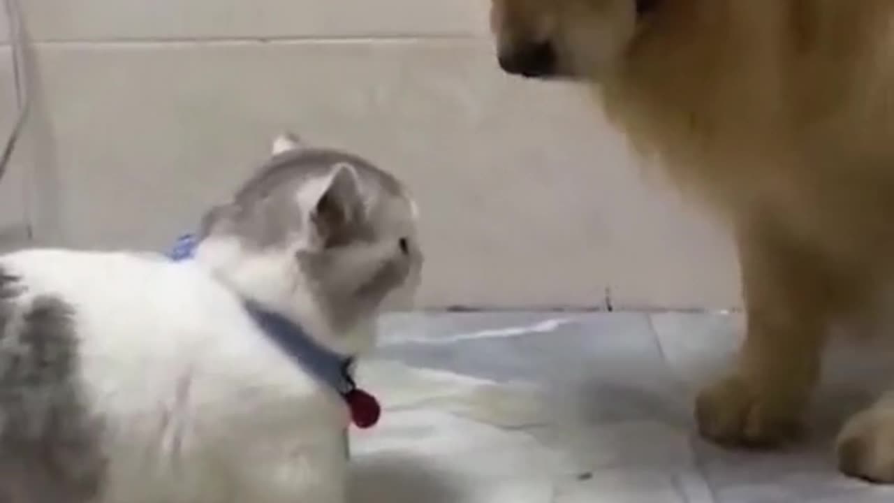 Funny dog and cat video #Rumble