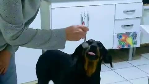 my four-legged baby taking medicine from a spoon