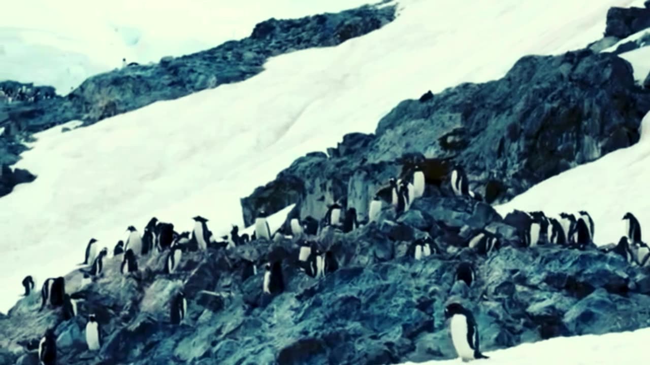 Penguins ko Barf Mein Rehna Acha lagta hai 🐧