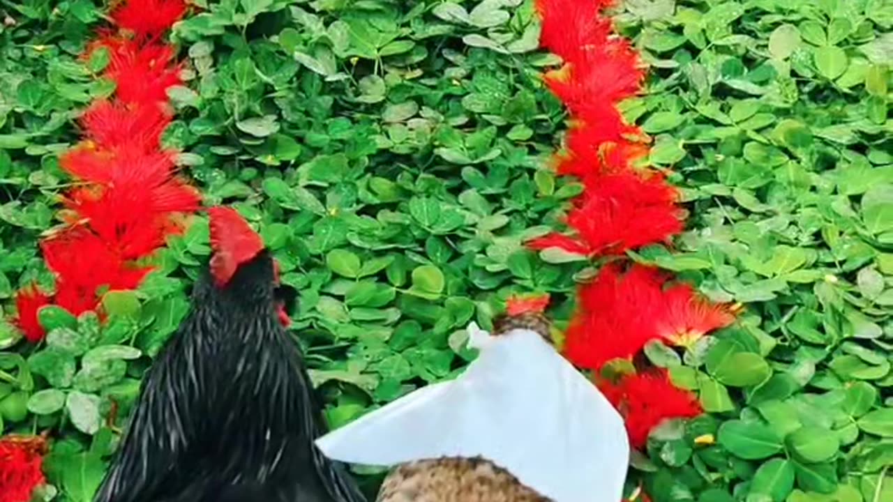 Viral, smile, animal