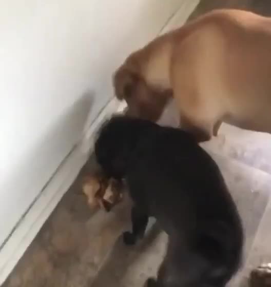 dogs share bone