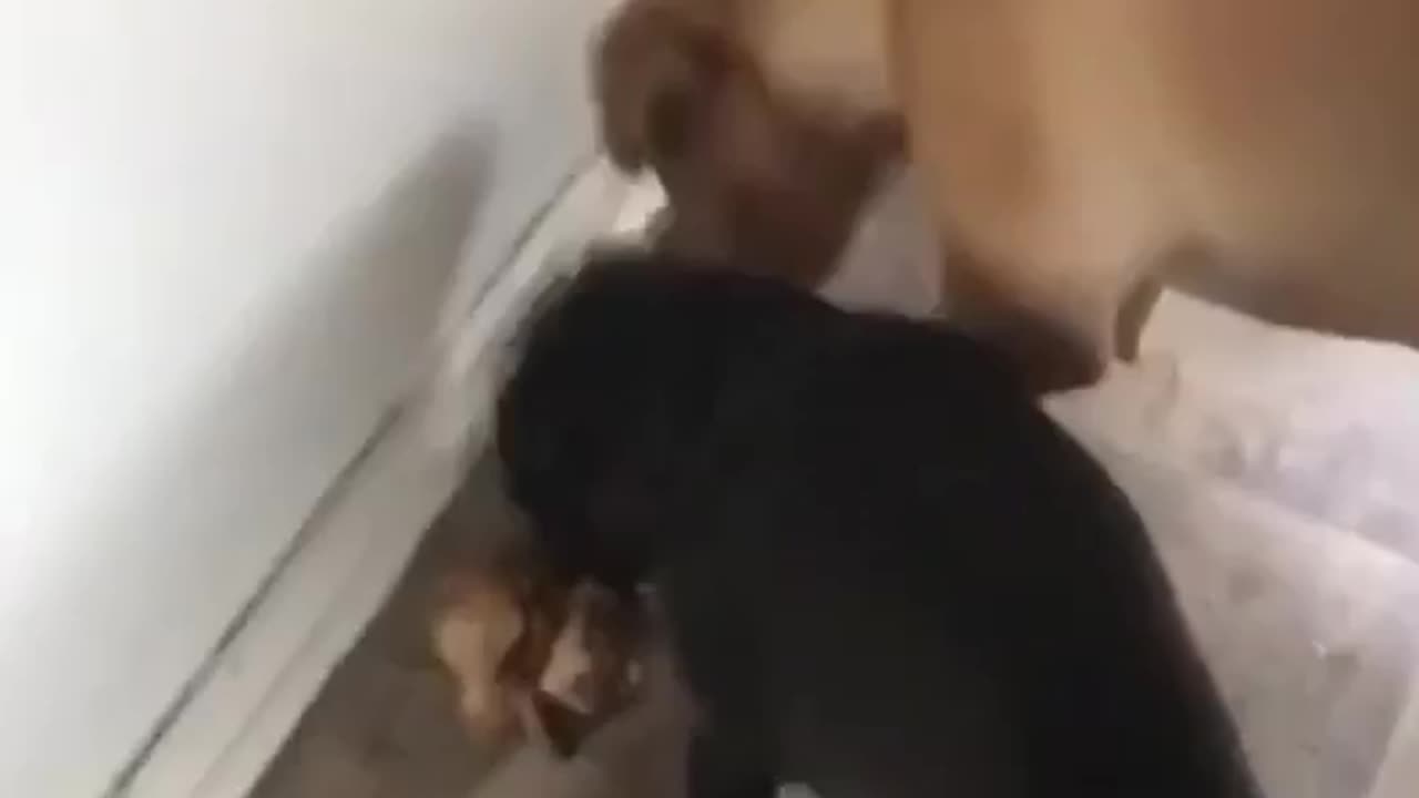 dogs share bone