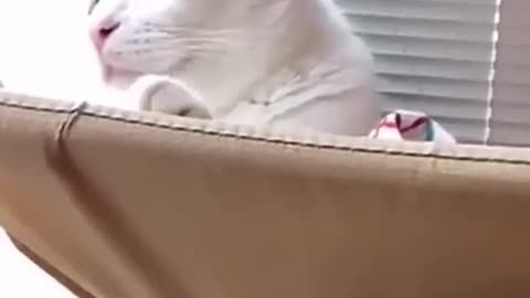 Funny cat's videos 🤣🤣