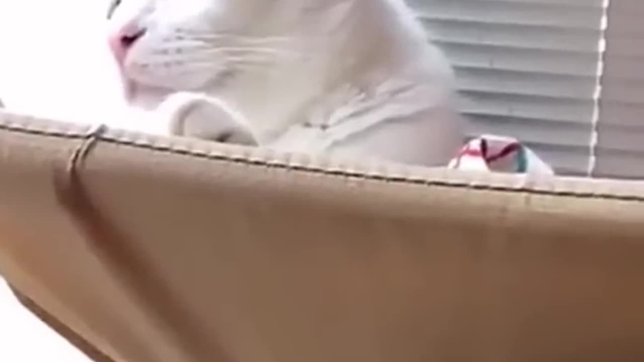 Funny cat's videos 🤣🤣