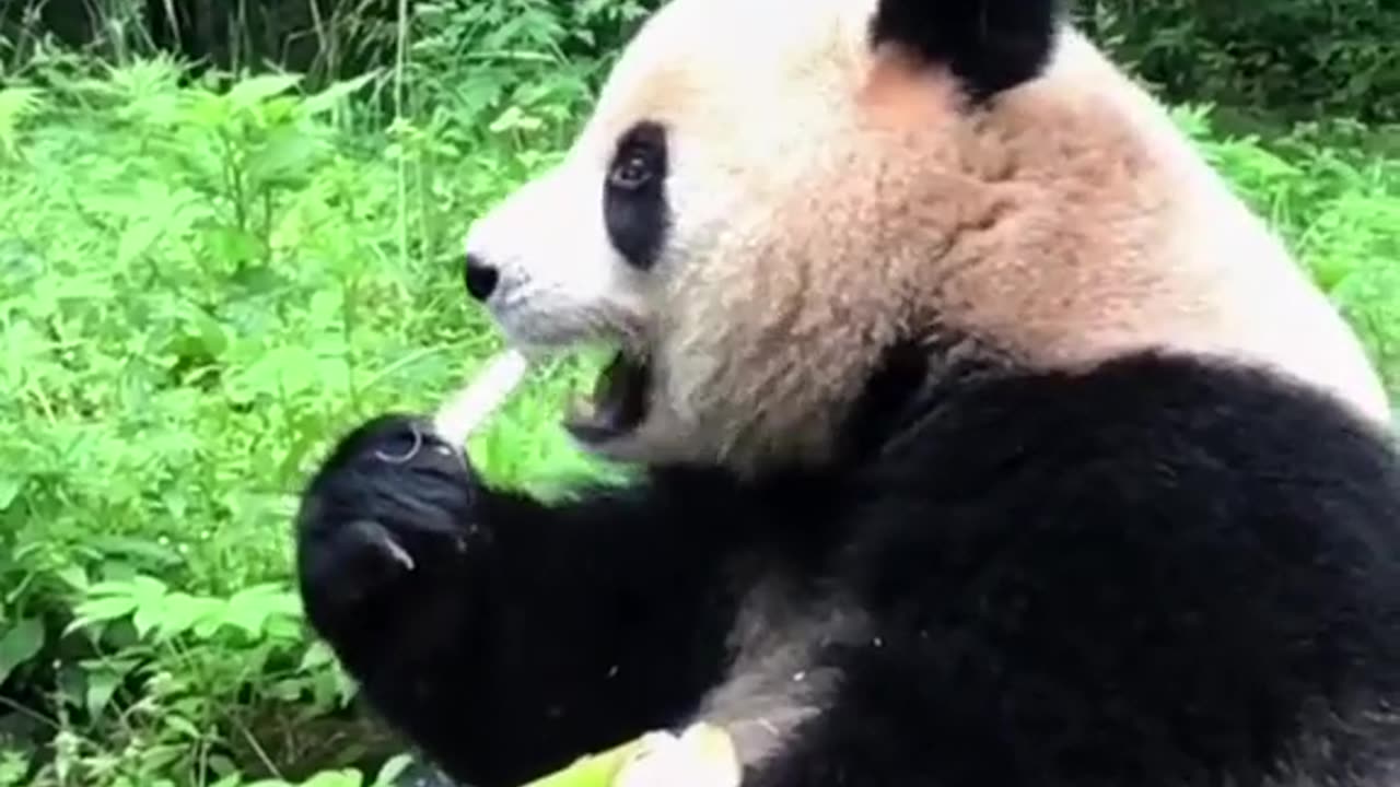 Pandas eats bamboo. must be Fresh