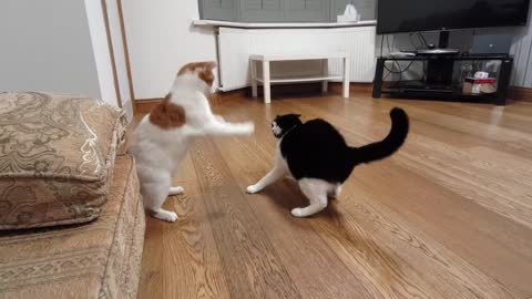 Cat Fight(5)