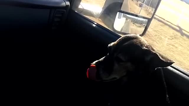 Dog Rolls Down Car Window