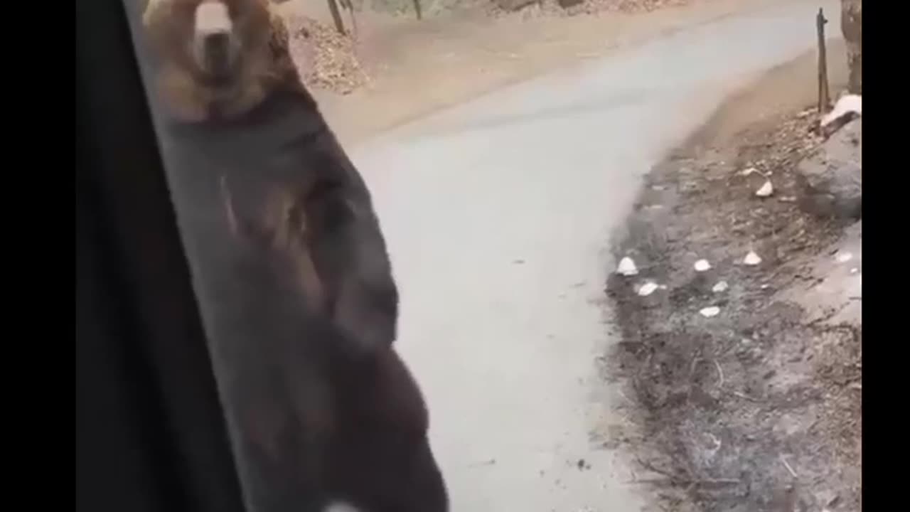 Funny video