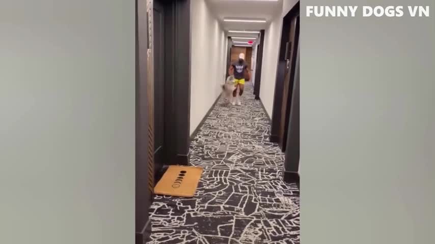 Funny cats videos ever #125