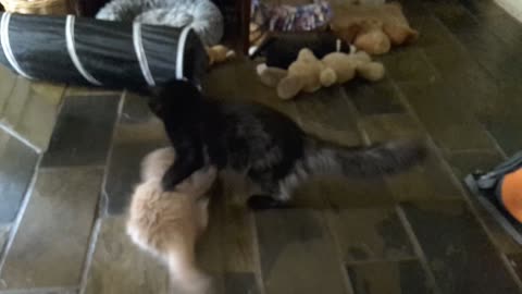 Persistent Ragdoll kitten refuses to give up playing with black cat