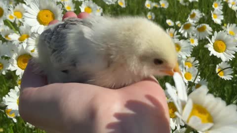 Cute chick