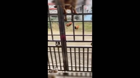 New Funny Animals, Funniest Cats and Dogs Videos 35