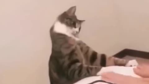 Cat funny moments video