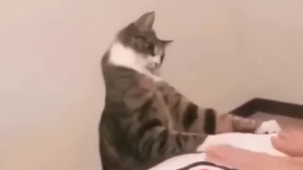 Cat funny moments video