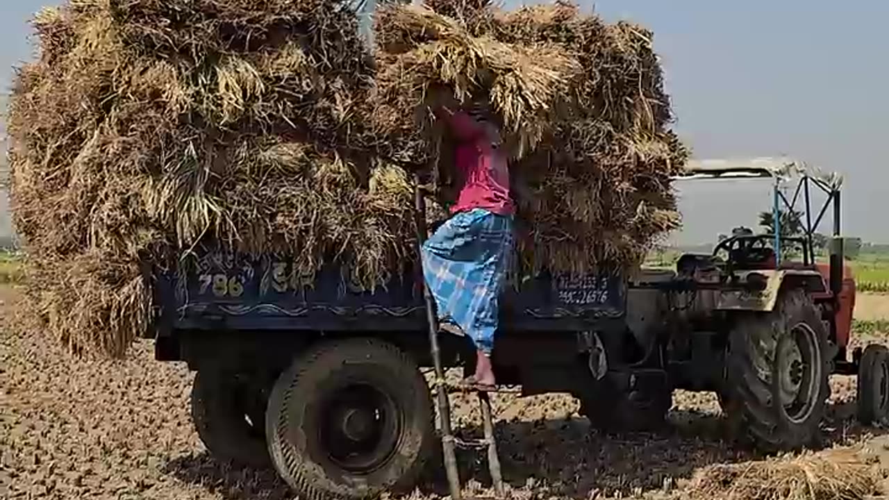 Traditional Paddy Farming Complete Process of Bengal