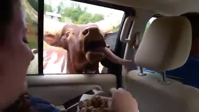 Funny animals games