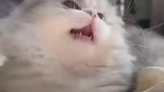 cute cat funny compilation 2021