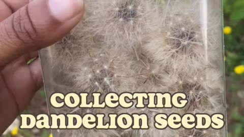 Collecting Dandelions Seeds 🌼