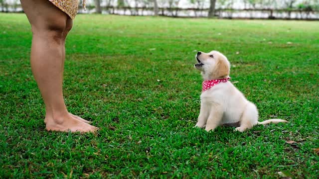 VAI COMPRAR UM GOLDEN RETRIEVER? TUDO QUE VOCÊ PRECISA SABER ANTES!
