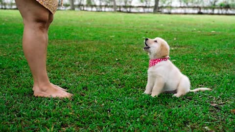 VAI COMPRAR UM GOLDEN RETRIEVER? TUDO QUE VOCÊ PRECISA SABER ANTES!