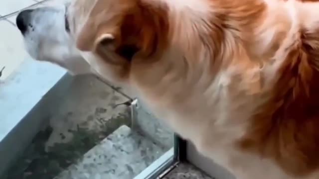 Most funny cat and dog videos