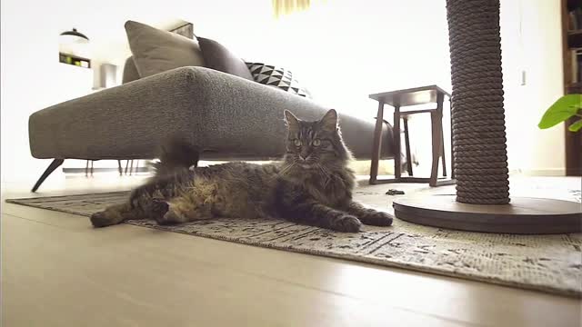The powerful kitten seems to be patrolling her territory!