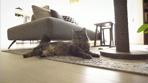 The powerful kitten seems to be patrolling her territory!
