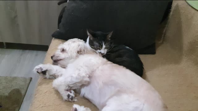 MeShu loves his friend Snoopy.