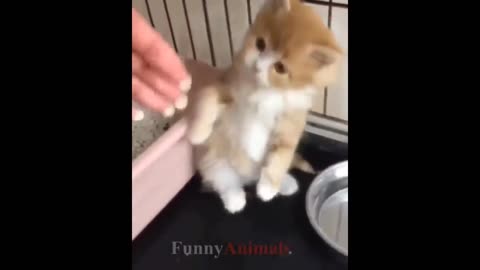 Cute Cat's 2023