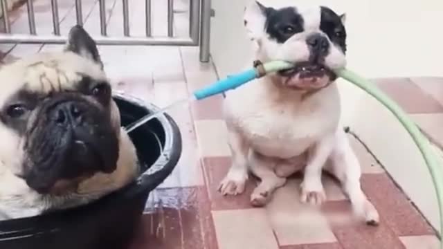 Dog Gives Buddy a Bath