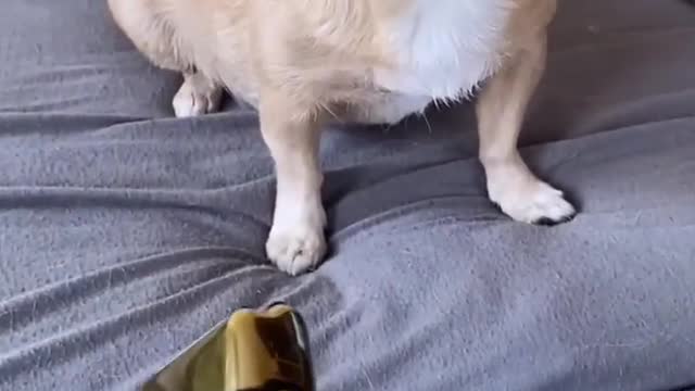 Dog video funny