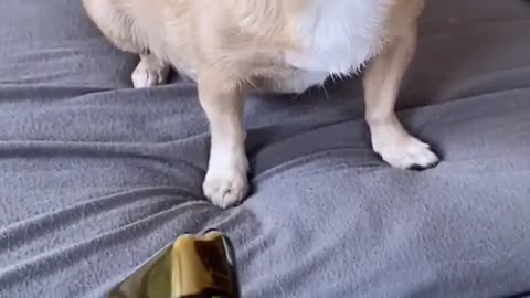 Dog video funny
