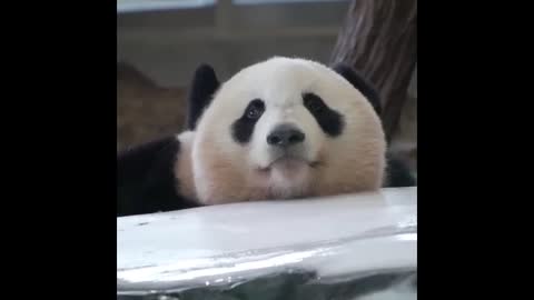 Cute Animals - Cute Baby Panda Videos Compilation