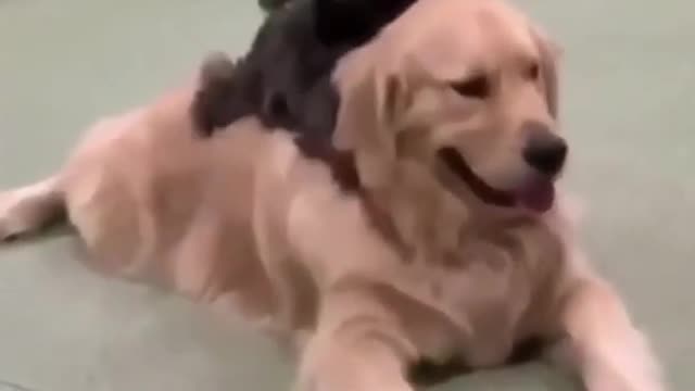 Playing little dog Funniest video dogs Funny crazy dog #animals #shorts